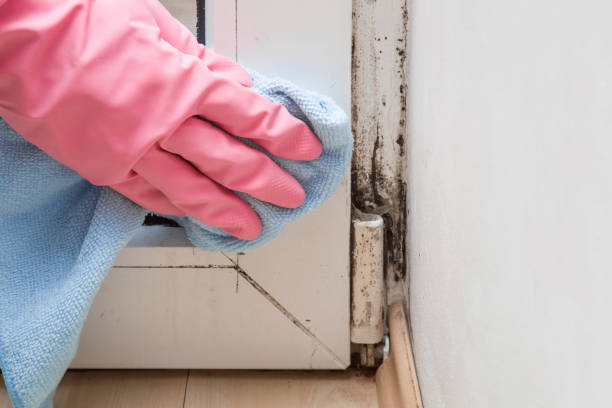 Best Post-Flood Mold Remediation in Trappe, PA